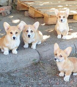 Welsh Corgi Pembroke