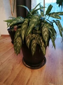 Aglaonema