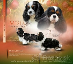 Cavalier king Charles spaniel s PP