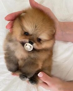 Pomeranian mini