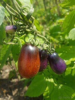 paradajky - hruška cherry -  semená