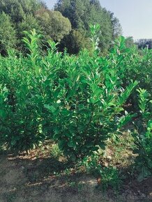 Bobková čerešňa Coral Berkenye Leylandii Cyprus Taxus