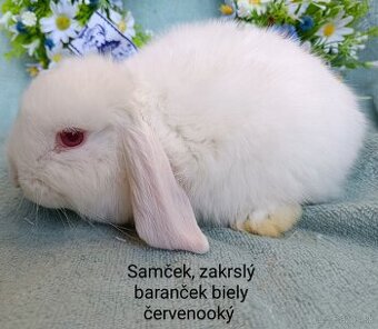 Zakrslý baranček s VP samček biely červenooký