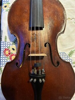 Viola