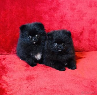 Pomeranian Black & White