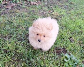 Oranžový špic -Pomeranian