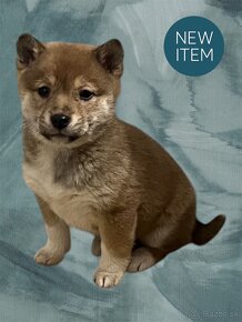 Shiba inu