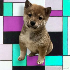 Shiba inu