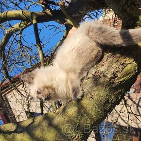 Ponukam maciatka ragdoll