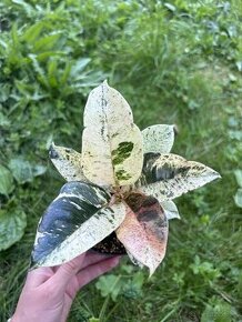 Ficus Elastica Shivereana variegata