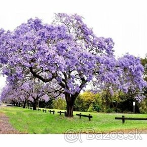 Paulownia plstnatá (tomentosa) - Včelárske dreviny