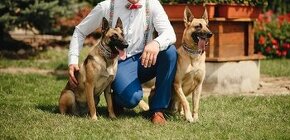 Belgický ovčiak - malinois bez PP