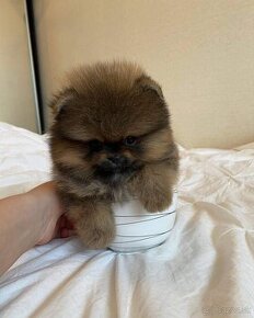 Pomeranian mini Boo