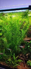 Akvarijne rastliny Egeria densa