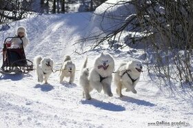 SAMOJED štěňátka s PP rezervace zima 2024- 2025