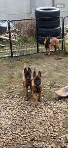 Belgický ovčák -Malinois