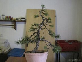 bonsai,bonsaj-BOROVICA