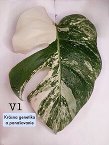 Monstera odrezky