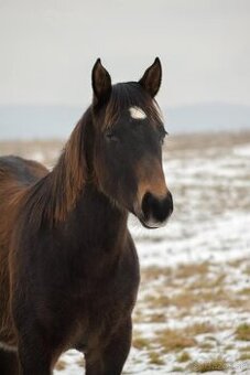 Quarter Horse