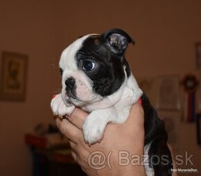 Boston terrier / bostonský teriér - fenka k prodeji