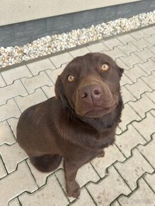 Darujem ročnú labradorku labrador čistokrvná