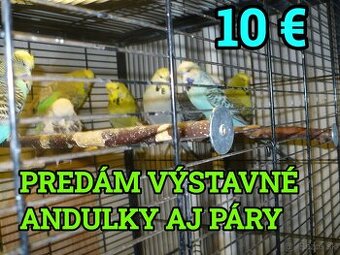 výstavné andulky