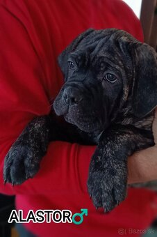 Šteniatka Cane Corso s pp