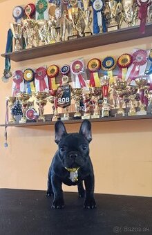 French bulldog/ francúzsky buldoček s PP