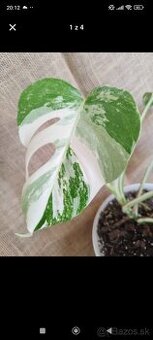 Monstera albo 9