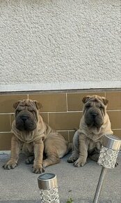 Shar-pei psík ,sarpei, šarpej - 1