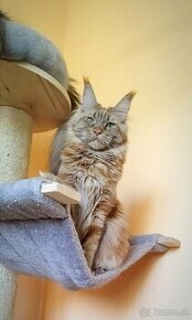 Maine Coon