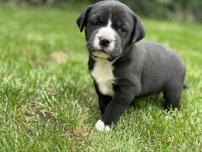 Šteniatka labrador x stafford