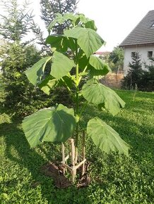 Paulownia tomentosa - paulownia plsnatá - SEMENÁ