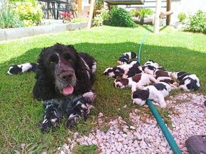 Šteniatka English Springer Spaniel s PP