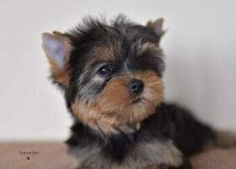 YORKSHIRE TERRIER s PP rodokmenom