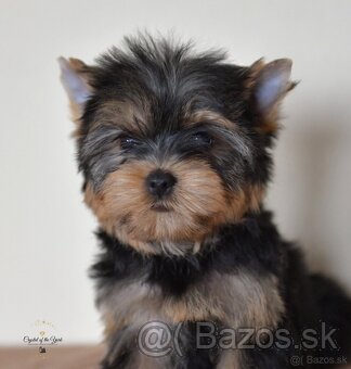 YORKSHIRE TERRIER s PP rodokmenom