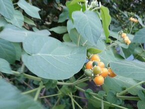 Tamarillo