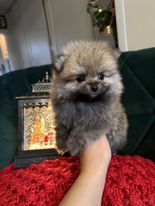 Pomeranian