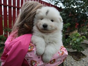 Samojed s PP (FCI)