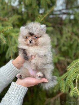 Pomeranian MINI fenečka PP UCI