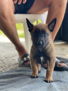 Predám Čistokrvné šteniatka (s PP) Belgický ovčiak Malinois - 1