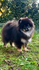 Pomeranian FCI