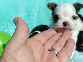 Biewer Yorkshire terrier