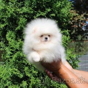 Pomeranian