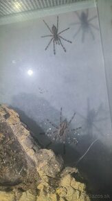 Poecilotheria subfusca lowland