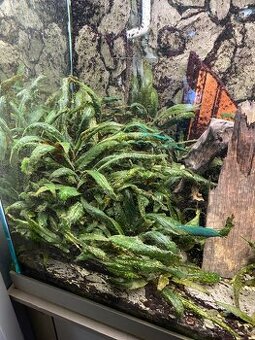 Akvariové rastliny Cripto Corine Wendtii Tropica