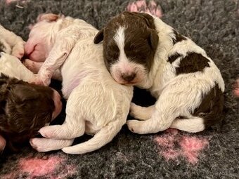 Lagotto romagnolo steniatka s PP