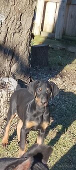 Doberman steniatko