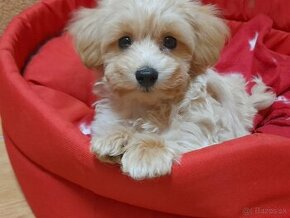 Maltipoo šteniatka.