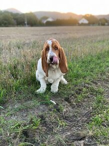 Basset Hound Bicolor